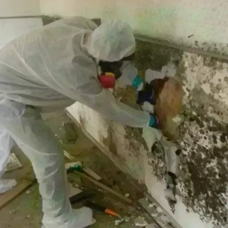 Mold Remediation and Removal in South Uniontown, PA